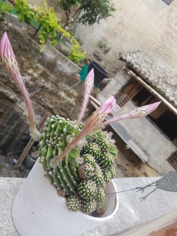 La Bomboniera Holiday Home มาเตรา ภายนอก รูปภาพ